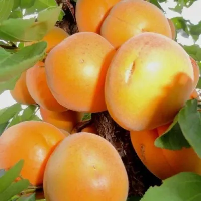 Абрикос ДЕСЕРТНЫЙ — описание сорта Абрикос ДЕСЕРТНЫЙ в Курске