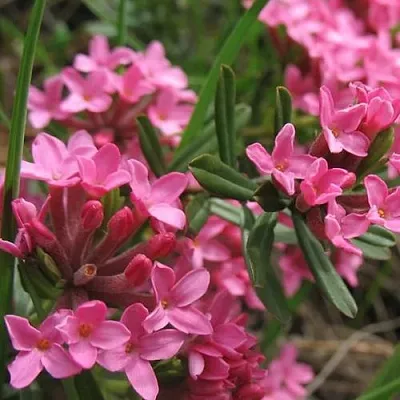 Волчеягодник  Волчеягодник в Курске