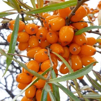 Облепиха КОСТЕР  Облепиха КОСТЕР в Курске