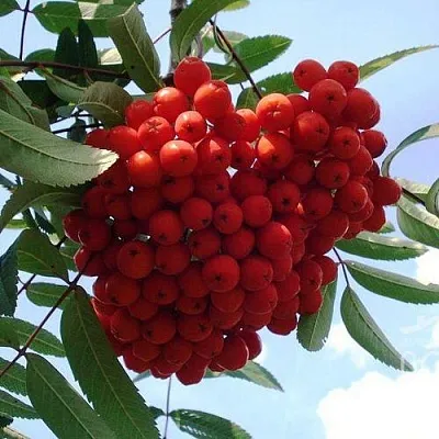 Рябина САХАРНАЯ ПЕТРОВА сладкоплодная в Курске