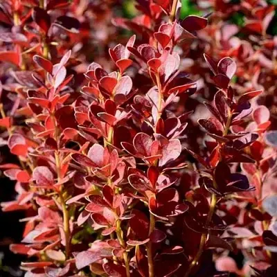 Барбарис ВУЛКАНО тунберга в Курске