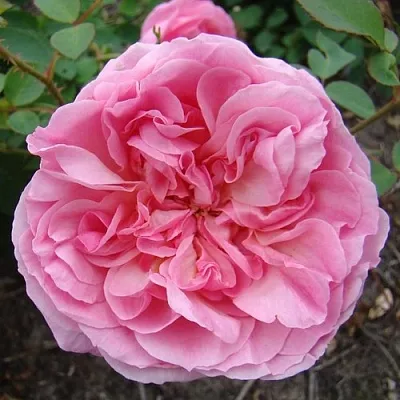 Саженцы роз ХАЙДИ ХОЛЛ английская  Саженцы роз ХАЙДИ ХОЛЛ английская в Курске