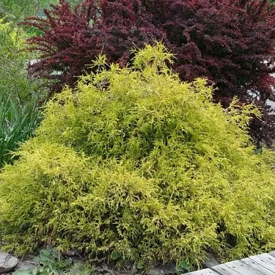 Кипарисовик ГОЛДЕН МОП горохоплодный  Кипарисовик ГОЛДЕН МОП горохоплодный в Курске