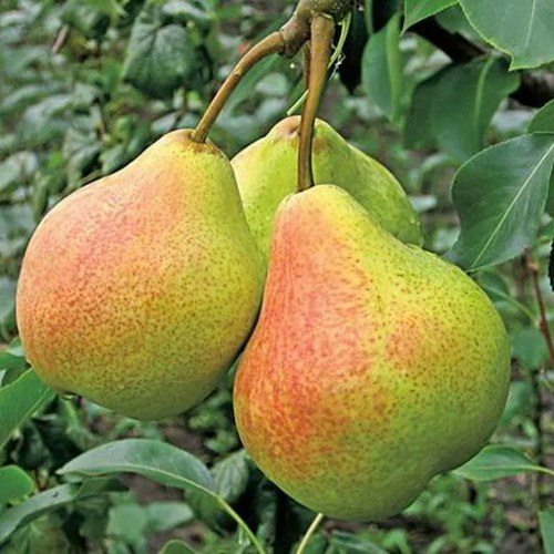 Груша АЛЁНУШКА в Курске