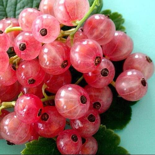 Смородина белая ПРЫГАЖУНЯ (РОЗОВАЯ) в Курске