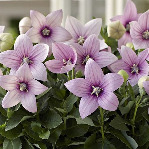Платикодон ПОП СТАР ПИНК в Курске