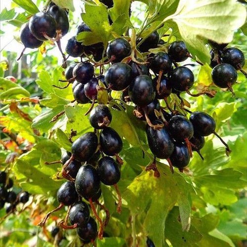 Смородина золотистая ОВАЛЬНАЯ в Курске