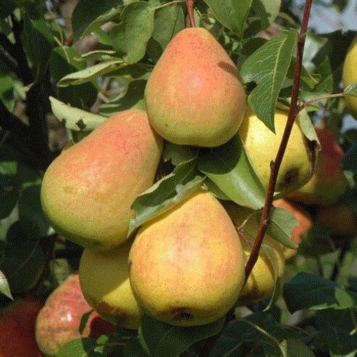 Груша СЕВЕРЯНКА в Курске