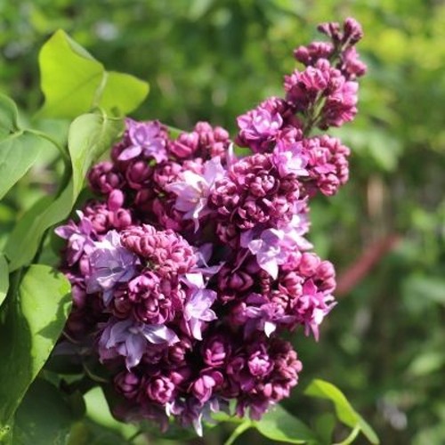 Сирень МАРШАЛ МАЛИНОВСКИЙ в Курске