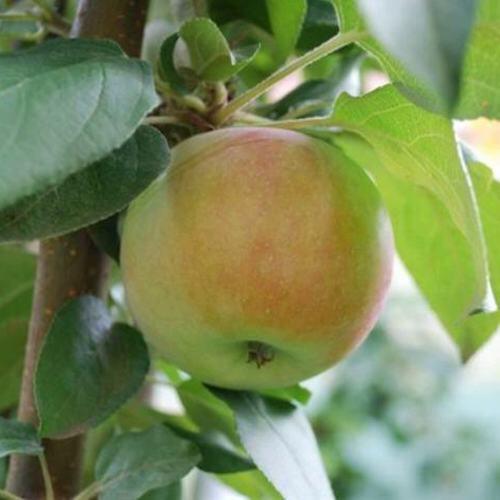 Яблоня ПОДСНЕЖНИК стелющаяся в Курске