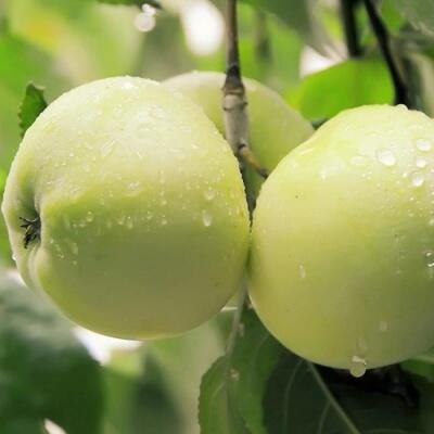 Саженцы яблони оптом в Курске