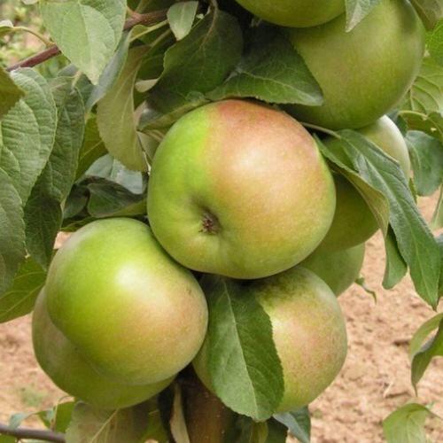Яблоня БЕЛАНА в Курске