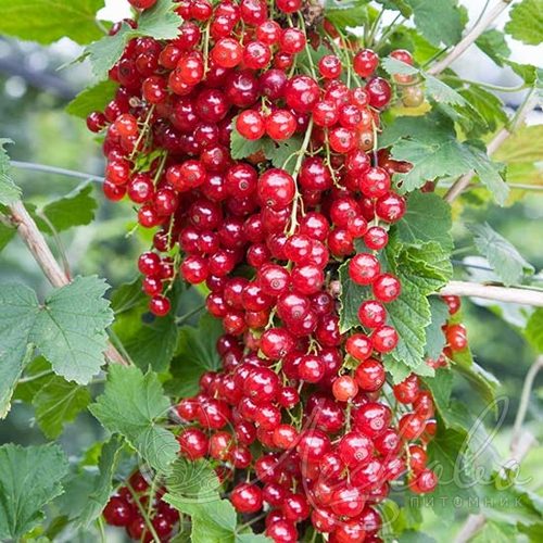 Смородина красная РЕД ЛЕЙК в Курске