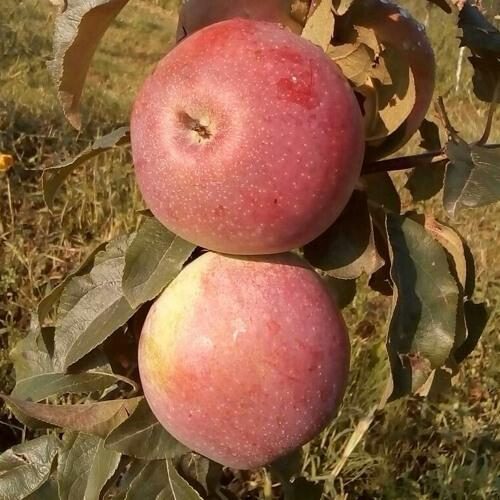 Яблоня АКСАМИТ в Курске