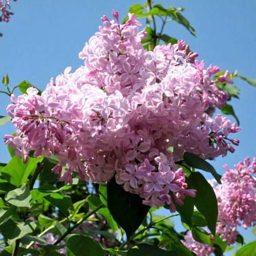 Сирень БУФФОН в Курске