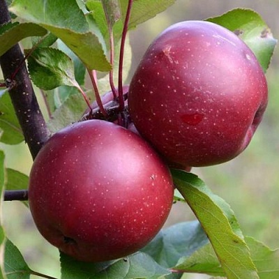 Яблоня красномясая в Курске