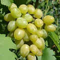 Виноград в Курске