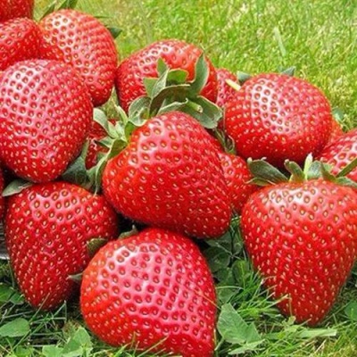 Клубника ЭЛИАНЕ в Курске