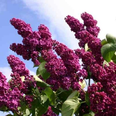 Сирень ЛЮДВИГ ШПЕТ в Курске