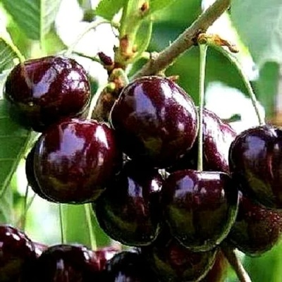 Черешня ДОНЕЦКИЙ УГОЛЁК в Курске