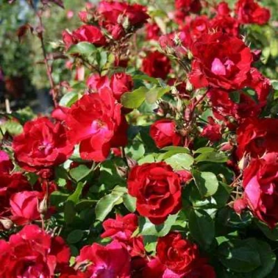 Роза ЧАМПЛЕЙН флорибунда в Курске
