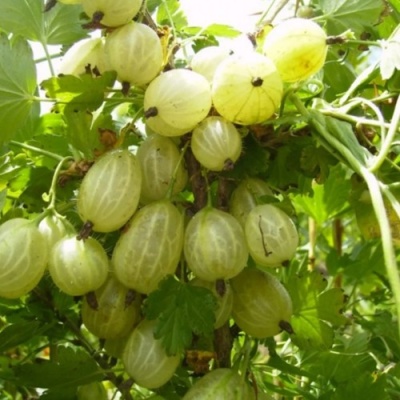 Крыжовник ИНВИКТА в Курске
