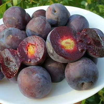Сливово-вишневый гибрид МЕЙНОР в Курске