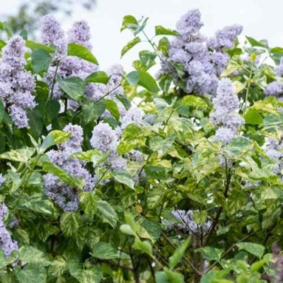 Сирень АУКУБАФОЛИЯ в Курске