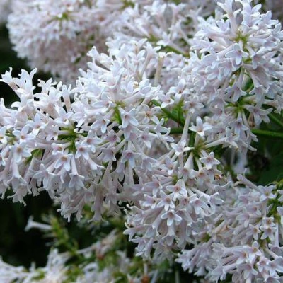 Сирень АГНЕС СМИТ в Курске