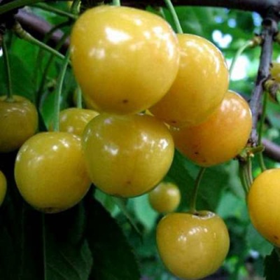 Черешня РОССОШАНСКАЯ ЗОЛОТАЯ в Курске