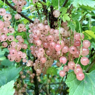 Смородина розовая ГОЛЛАНДСКАЯ РОЗОВАЯ в Курске