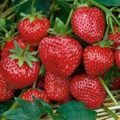 Клубника СЕЛЬВА ремонтантная в Курске