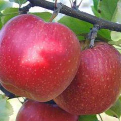 Яблоня АПОРТ в Курске