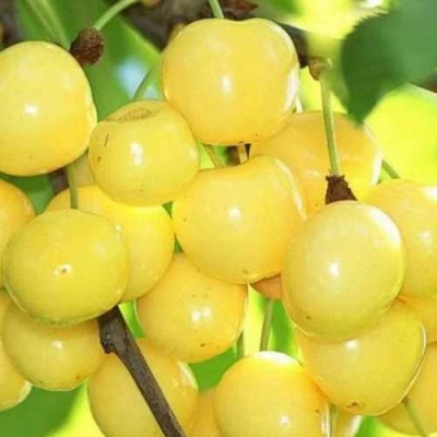 Черешня РОССОШАНСКАЯ ЗОЛОТАЯ в Курске