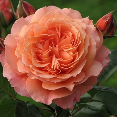 Роза шраб в Курске