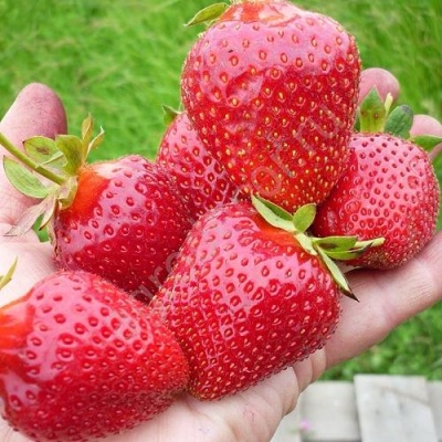 Клубника ЭЛИАНЕ в Курске