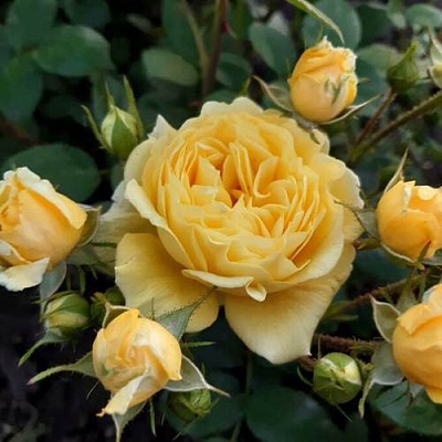 Роза флорибунда в Курске