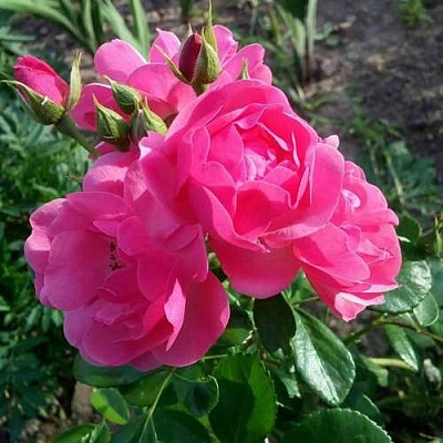 Роза АНГЕЛА флорибунда в Курске