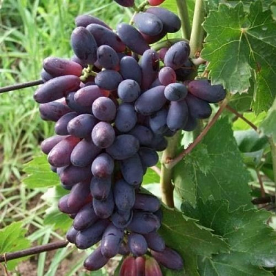 Виноград КИШМИШ ЯСЯ в Курске