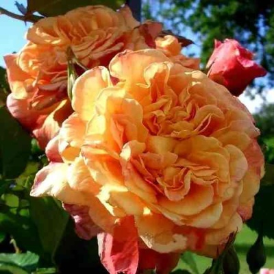 Роза АЛОХА плетистая  в Курске