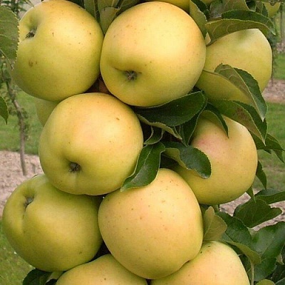 Яблоня колонновидная в Курске