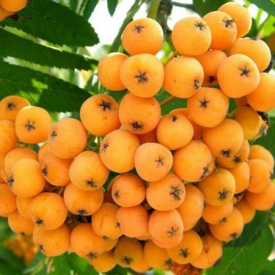Рябина НЕВЕЖИНСКАЯ ЖЕЛТАЯ сладкоплодная в Курске