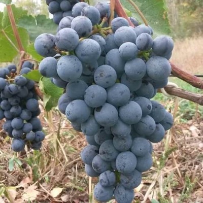 Виноград АГАТ ДОНСКОЙ в Курске