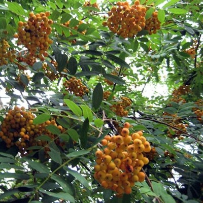 Рябина НЕВЕЖИНСКАЯ ЖЕЛТАЯ сладкоплодная в Курске