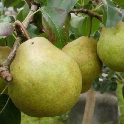 Груша ПЛАТОНОВСКАЯ в Курске