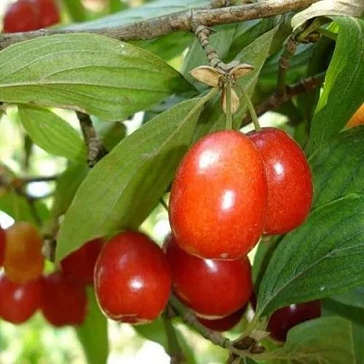 Кизил КОРАЛЛОВЫЙ МАРКА в Курске