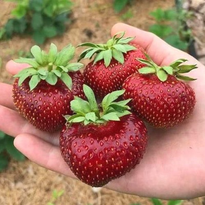 Клубника МАЛЬВИНА в Курске