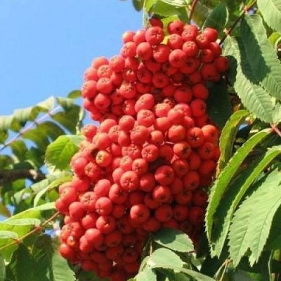 Рябина НЕВЕЖИНСКАЯ сладкоплодная в Курске