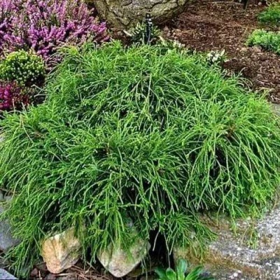 Кипарисовик ФИЛИФЕРА НАНА горохоплодный в Курске