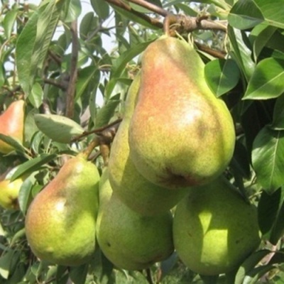 Груша ДЕЛЬБАРЬЮ в Курске